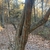 Trunk in November