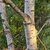 Trunk and branch in November in Pest County, Hungary