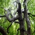 Sinewy dark grey trunk & branches with shiny bark in August.