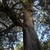 Trunk in August in Marin County, California