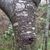 Trunk detail in June in Ostashkovskiy rayon, Russia