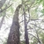 Trunk in October in Coos County, Oregon
