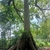 Trunk in October in Jawa Tenga, Indonesia