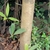 Trunk in October in Kerala, India