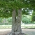 Trunk in August in Hof Garten, Wurzburg, Germany