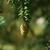 Seed Cone