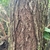 Bark