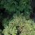 Tsuga canadensis 'Jeddeloh'