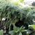 Tsuga canadensis 'Jeddeloh'