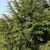 Upright growth form of a mature tree.