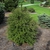 Tsuga canadensis 'Monler'