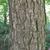 Bark