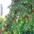 Cones on branches