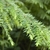 Branch and leaves