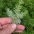 Underside of leaf