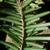 Underside of leaf