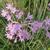 Tulbaghia violacea