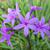 Tulbaghia violacea