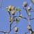 Dried seed samaras are prominent through winter