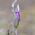 Thin , tan, paper- like splitting apart is the perule.