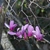 Tulip magnolia flowers emerging