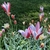 'Peppermint Stick' cultivar form with blooms in April