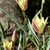 'Tinka' cultivar yellow flowers with red outer tepals.