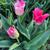Tulipa