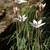 Form in bloom