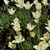 Pale yellow with soft pink flushes