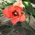Flower and leaves