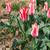 Tulipa greigii