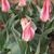 Tulipa greigii