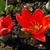 Tulipa kaufmanniana
