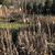 Typha Latifolia