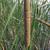 Typha angustifolia