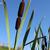 Typha latifolia