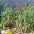 Typha latifolia