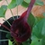 Flower of T blumei