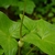 Leaf and stem of T. roxburghii