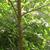 Ulmus alata