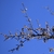 Flowers & Leaf Buds - March 9 - NC