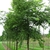 Upright form of a young tree