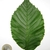 Leaf closeup