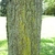 Grayish-brown fissured bark