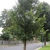 Form of a young tree