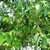 Green leaves