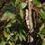 'Lace Parasol' Leaf Twig