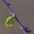 Leaf bud breaking with light green leaves emerging