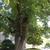Bark